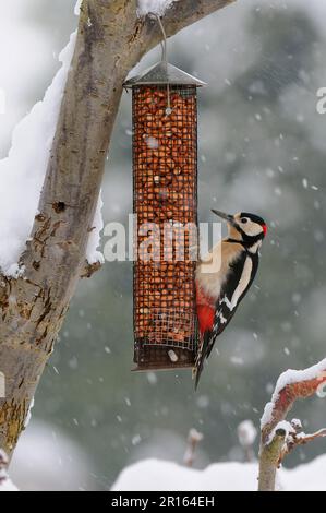 Grande picchio macchiato (Dendrocopus Major), maschio adulto, nutrirsi di arachidi durante le nevicate, Oxfordshire, Inghilterra, inverno Foto Stock