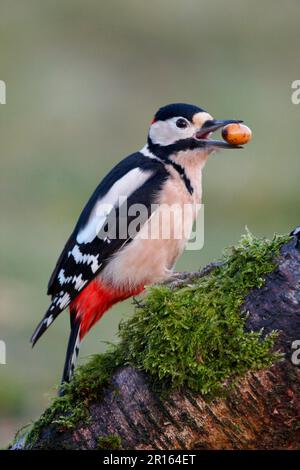 Greater Spotted Woodpecker (Dendrocopus Major) giovane maschio, con ghianda in becco, arroccato su log, Leicestershire, Inghilterra, Regno Unito Foto Stock