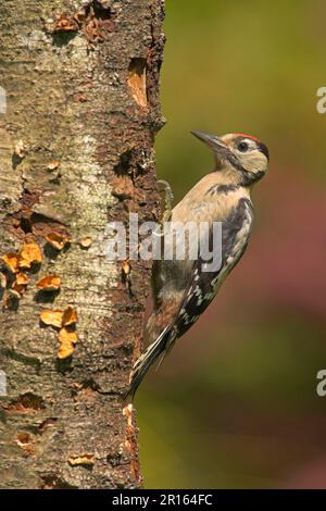 Picchio macchiato maggiore (Dendrocopus Major) immaturo, in legno di betulla in giardino, frontiere, Scozia, Regno Unito Foto Stock