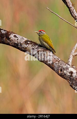 Picchio con striatura (Picus xanthopygaeus), picchio verde indù, picchio verde indù, picchio, animali, Uccelli, Picchio Foto Stock