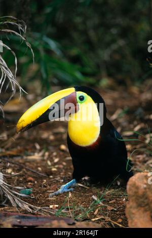 Castagno Mandibou Toucan (Ramphastos swaissonii) seduto a terra, Costa Rica Foto Stock