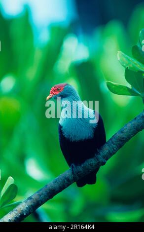 Pigeon (Alecochenas pulcherrima) Blue Seychelles Foto Stock