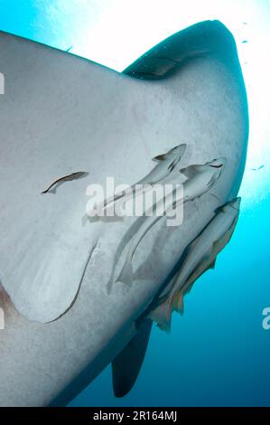 Squali balena, squali balena (Rhincodon typus), specie minacciate di estinzione, altri animali, pesci, squali, Animali, squalo balena adulto, primo piano del lato inferiore con Foto Stock