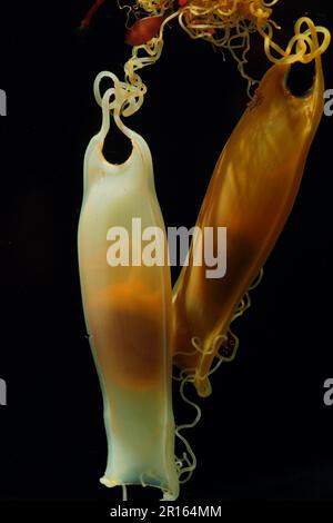 Catsqualo meno piccolo-macchiato (Scyliorhinus canicula) 'borsa della Sirenetta', con sviluppo embrione precoce e sacco di tuorlo visibile all'interno (fotografato nel Foto Stock