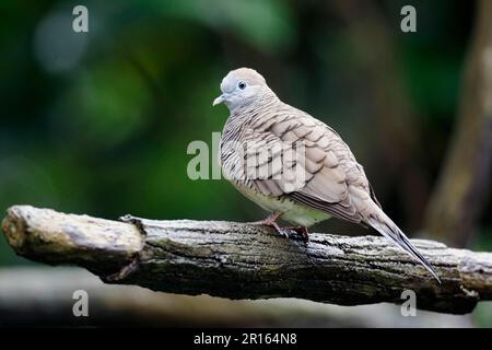 Colomba Zebra (Geopelia striata) adulto, seduto su un ramo, Indonesia, palude Foto Stock