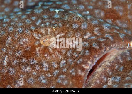 Obeggong (Eucarrossorhinus dasypogon), squalo da carpetto, altri animali, pesci, squali, Animali, Tasselled Wobbegong adulto, primo piano dell'occhio Foto Stock
