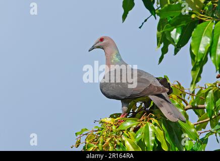 Piccione dalla coda ad anello (Patagioenas caribaea) adulto, arroccato su un albero fruttifero, Port Antonio, Giamaica Foto Stock