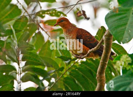 Piccola colomba a cucù (Macropygia ruficeps assimilis) giovanile, arroccata nell'albero, Kaeng Krachan N. P. Thailandia Foto Stock