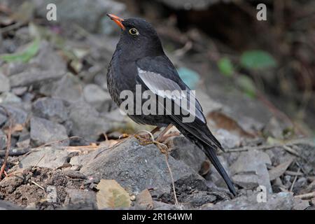 Blackbird dalle ali grigie (Turdus boulboul) maschio adulto, in piedi su pietra, Sattal, Uttarakhand, India Foto Stock