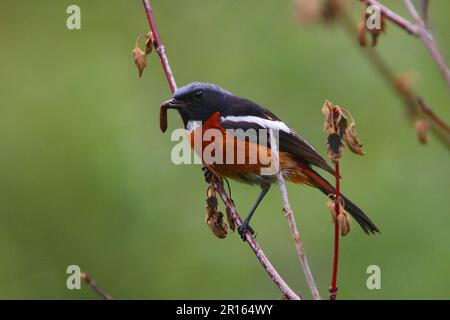 Chaimarrornis schisticeps, albero redstart, albero redstart, songbirds, animali, Uccelli, Red-Throated Redstart (Phoenicurus schisticeps) adulto, con Foto Stock