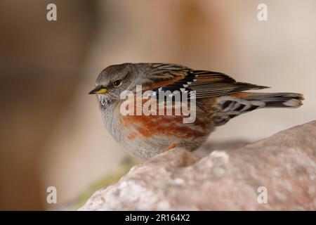 Il "Alpine" (Prunella Collaris) adulto, arroccato sulla roccia, vicino al lago Lugu, provincia di Yunnan, Cina Foto Stock