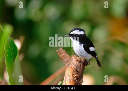 Flycatcher, Flycatchers, songbirds, animali, Uccelli, Little Pied piccolo pied flycatcher (Ficidula westermanni) maschio adulto, Fraser's Hill, Malesia Foto Stock