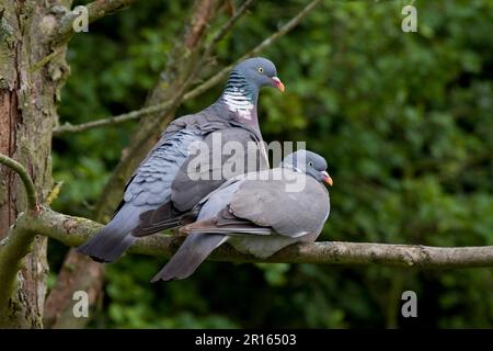 Piccione di legno, piccioni di legno, piccioni, animali, Uccelli, Coppia di piccioni di legno maschio a sinistra Foto Stock