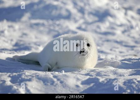 Foca d'arpa (Pagophilus groenlandicus), cucciolo, ghiaccio impacco, Isole Magdalene, Golfo di San Lawrence, Quebec, Canada, Nord America, whitecoat Foto Stock