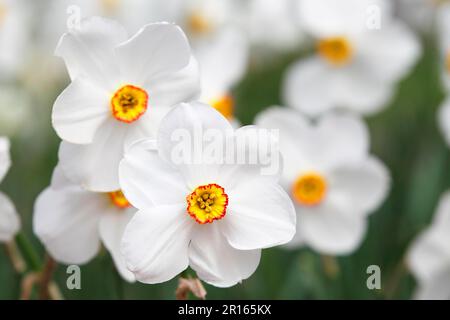 Daffodil poeta (Narcissus poeticus) Actaea varietà, Schleswig-Holstein, Germania Foto Stock