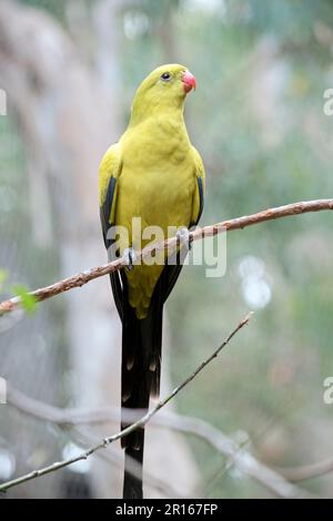 Il maschio Parrot Regent ha un aspetto generale giallo con la coda e i bordi esterni delle ali che sono blu scuro-nero. Ha patche di spalla gialla Foto Stock