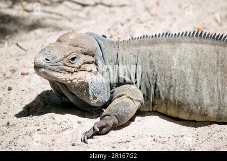 le iguane di rinoceronte hanno una grande lucertola di corpo pesante con un corpo grigio uniforme; i maschi hanno 3 sporgenze simili a corno sulla testa Foto Stock