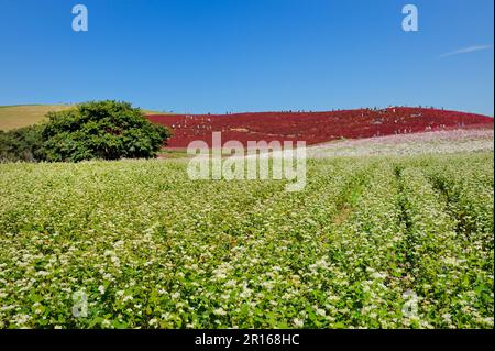 Fiori di ragù e grano saraceno Foto Stock