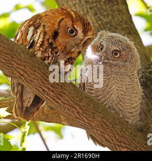 La madre e il bambino del gufo del grido orientale hanno appollaiato su un ramo dell'albero, Quebec, Canada Foto Stock