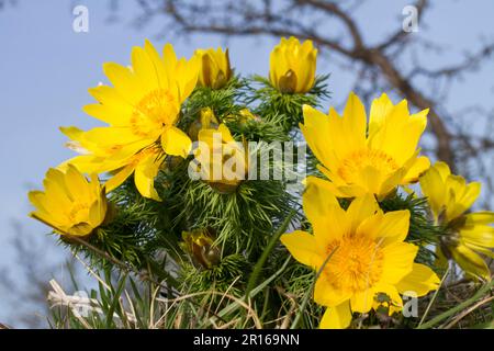 Adonis rosa, Heeseberg, Pheasant's Eye (Adonis vernalis), Germania Foto Stock