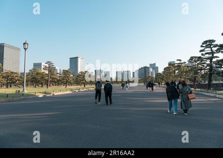 TOKYO, GIAPPONE - 9 APRILE 2023: Pino nel Giardino Nazionale di Kokyo Gaien Foto Stock