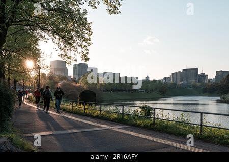 TOKYO, GIAPPONE - 9 APRILE 2023: Pino nel Giardino Nazionale di Kokyo Gaien Foto Stock