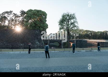 TOKYO, GIAPPONE - 9 APRILE 2023: Pino nel Giardino Nazionale di Kokyo Gaien Foto Stock