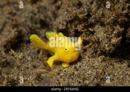 Tiny, 2cm, rana pescatrice dipinta (Antennarius pictus), giallo, Mare del Sulu, Oceano Pacifico, Apo Island protetta Paesaggio-Seascape, Negros, Isole Visayas Foto Stock