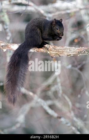 Scoiattolo grigio orientale, melanistico -fase nera- (Sciurus carolinensis), Quebec, Canada Foto Stock