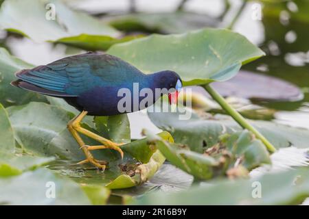 Gallinule viola americano (Porphyrio martinicus), Florida, Everglades Foto Stock