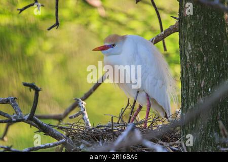 Airone per bestiame (Bubulcus ibis), Florida, Alligator Farm, St Agostino Foto Stock