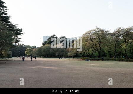 TOKYO, GIAPPONE - 11 APRILE 2023: Alberi di pino nel Giardino Nazionale di Shinjuku Gyoen Foto Stock