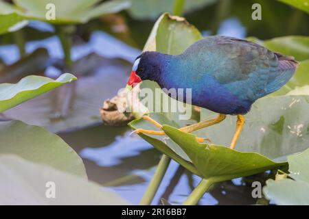 Gallinule viola americano (Porphyrio martinicus), Florida, Everglades Foto Stock