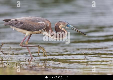 Airone tricolore (Egretta tricolore), juv., Florida Foto Stock