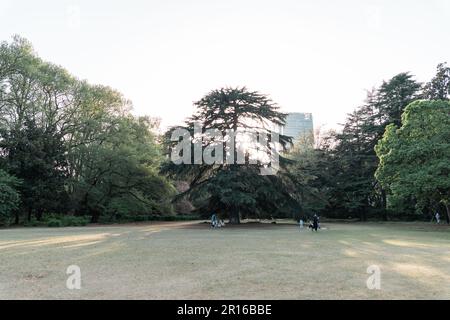 TOKYO, GIAPPONE - 11 APRILE 2023: Alberi di pino nel Giardino Nazionale di Shinjuku Gyoen Foto Stock