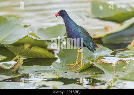 Gallinule viola americano (Porphyrio martinicus), Florida, Everglades Foto Stock