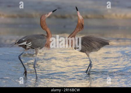 Airone dai piedi blu, Florida (Egretta rufescens) Foto Stock