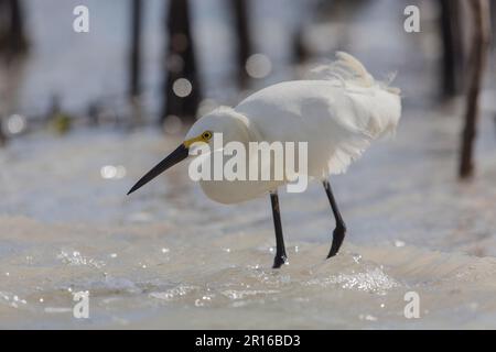 Gretta nevosa (Egretta thula), Florida Foto Stock