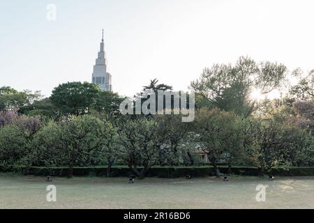 TOKYO, GIAPPONE - 11 APRILE 2023: Alberi di pino nel Giardino Nazionale di Shinjuku Gyoen Foto Stock