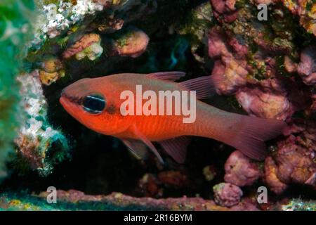 Pesce cardinale rosso mediterraneo, triglie re dei triglie (Apogon imberbis), Mar Mediterraneo Foto Stock