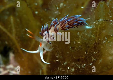 Lumaca di filo viaggiante (Cratena peregrina), Mar Mediterraneo, Oceano Atlantico orientale Foto Stock