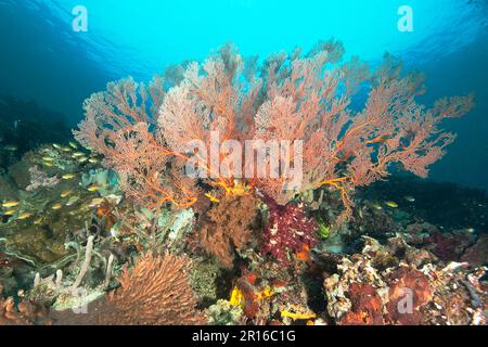 Ventilatore di mare annodato, ventilatore annodato gigante rosso, corallo di ventilatore, gorgonian, Halmahera, Molucche (specifica di Melithaea), Sud-est asiatico, Pacifico, Indonesia Foto Stock