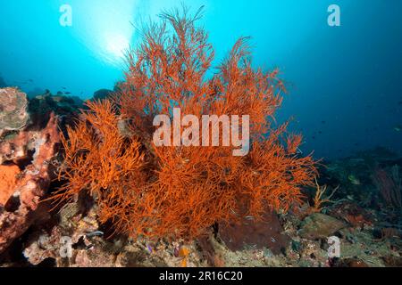 Corallo nero bush (Antipathes dicotoma), corallo spinoso, Molucche, Oceano Pacifico, Indonesia Foto Stock