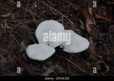 Il gruppo di funghi di colore bianco di medie dimensioni fiorente cresce sulla superficie dei materiali organici che si decompongono sul terreno Foto Stock