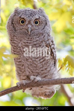 Eastern screech gufo bambino arroccato su un ramo di albero, Quebec, Canada Foto Stock