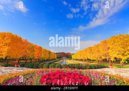 Fontane e aiuole di fiori e alberi di gingko Foto Stock