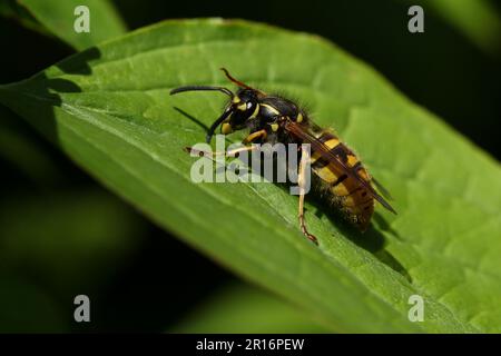 Una regina del vespo comune, Vespula vulgaris, che riposa su una foglia in primavera. Foto Stock
