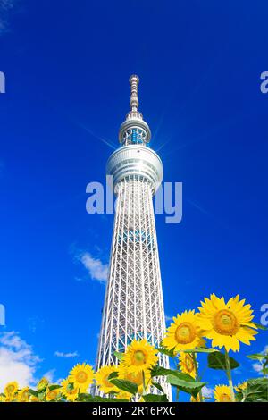 Fotografia composita dello Skytree di Tokyo e di un campo di girasole Foto Stock