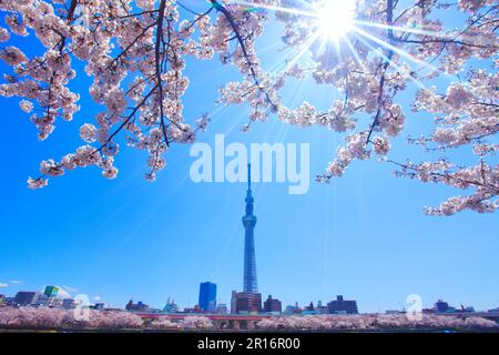 Ciliegio di Yoshino, Tokyo Skytree e luce del sole Foto Stock