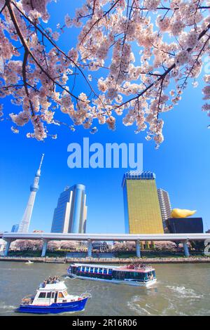 Ciliegio Yoshino, Tokyo Skytree, fiume Sumida e crociera di piacere Foto Stock